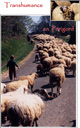 Transhumance