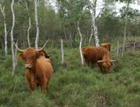 Highland Cattle