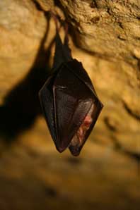 Rhinolophus hipposideros 