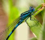 Coenagrion mercuriale