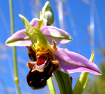 Ophrys apifera