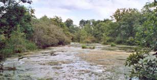 Tourbière en régénération