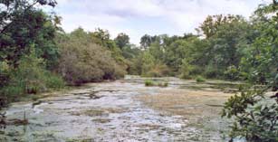 Tourbière en régénération