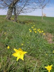 Tulipes