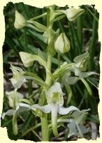 Platanthera chloranta