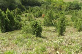 Landes à genevrier