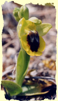 Ophrys lutea