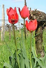 Tulipe précoce