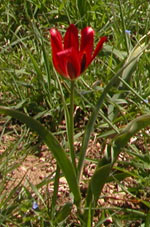 Tulipe d'Agen