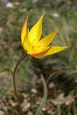 Tulipe méridionale